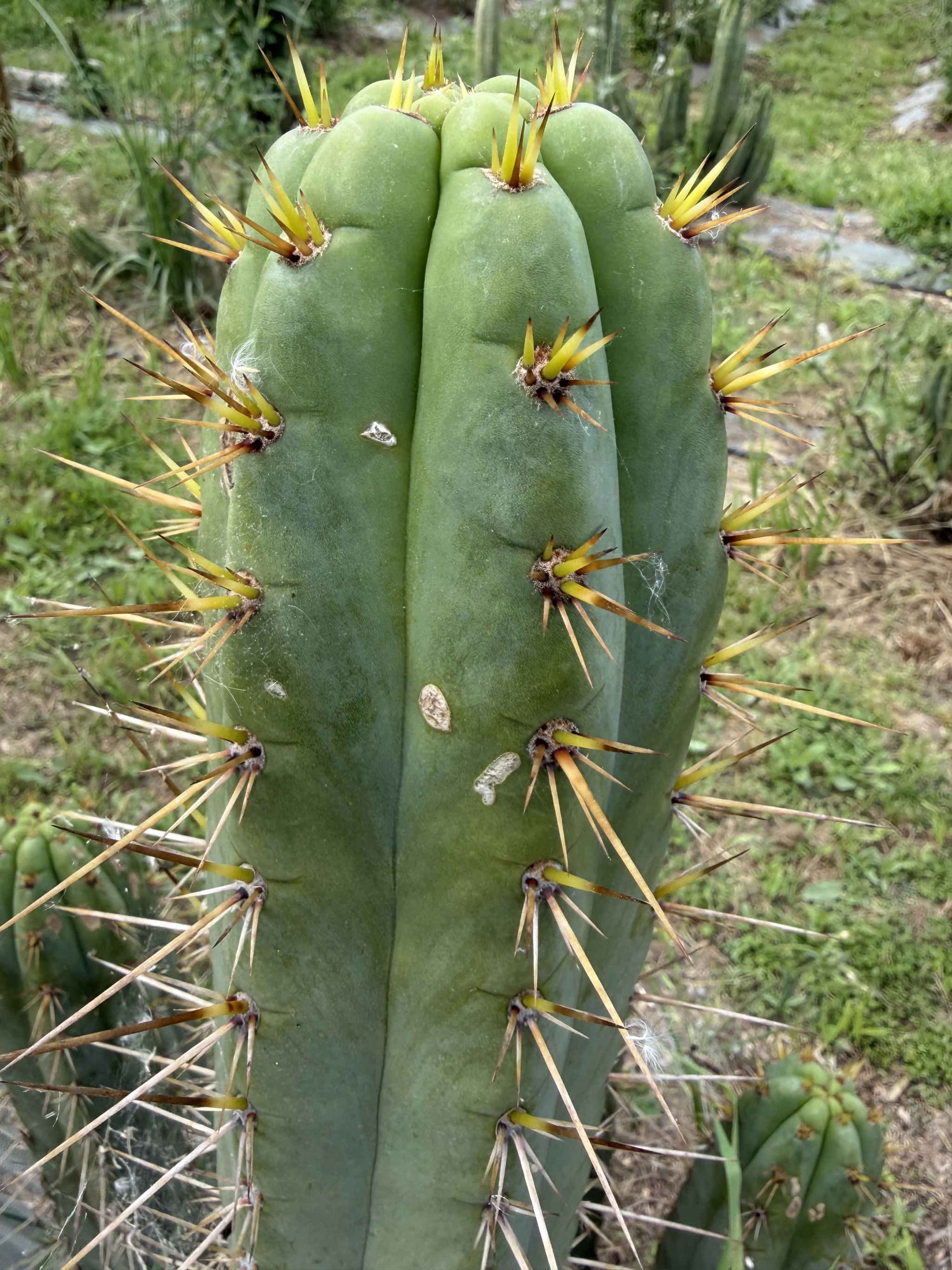 Bouture Trichocereus Cuzcoensis - Boutures