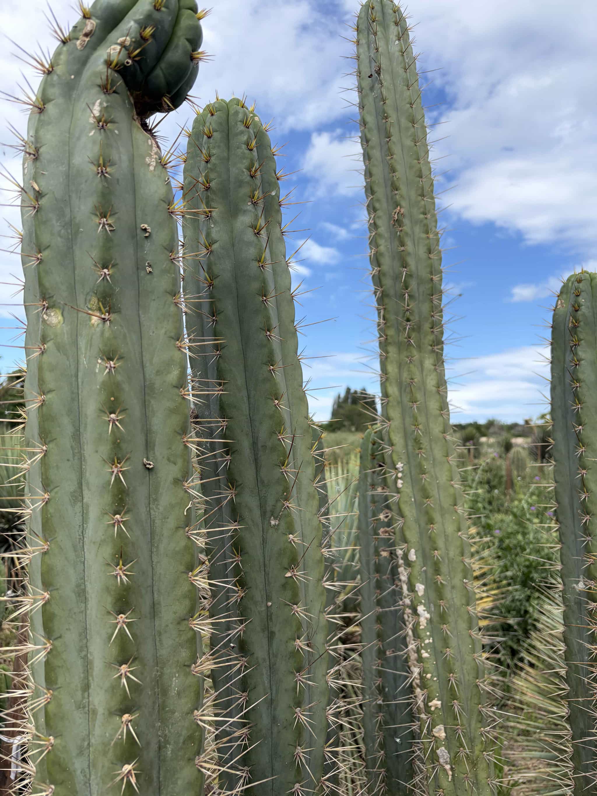 Bouture Trichocereus Cuzcoensis - Boutures - Image 2
