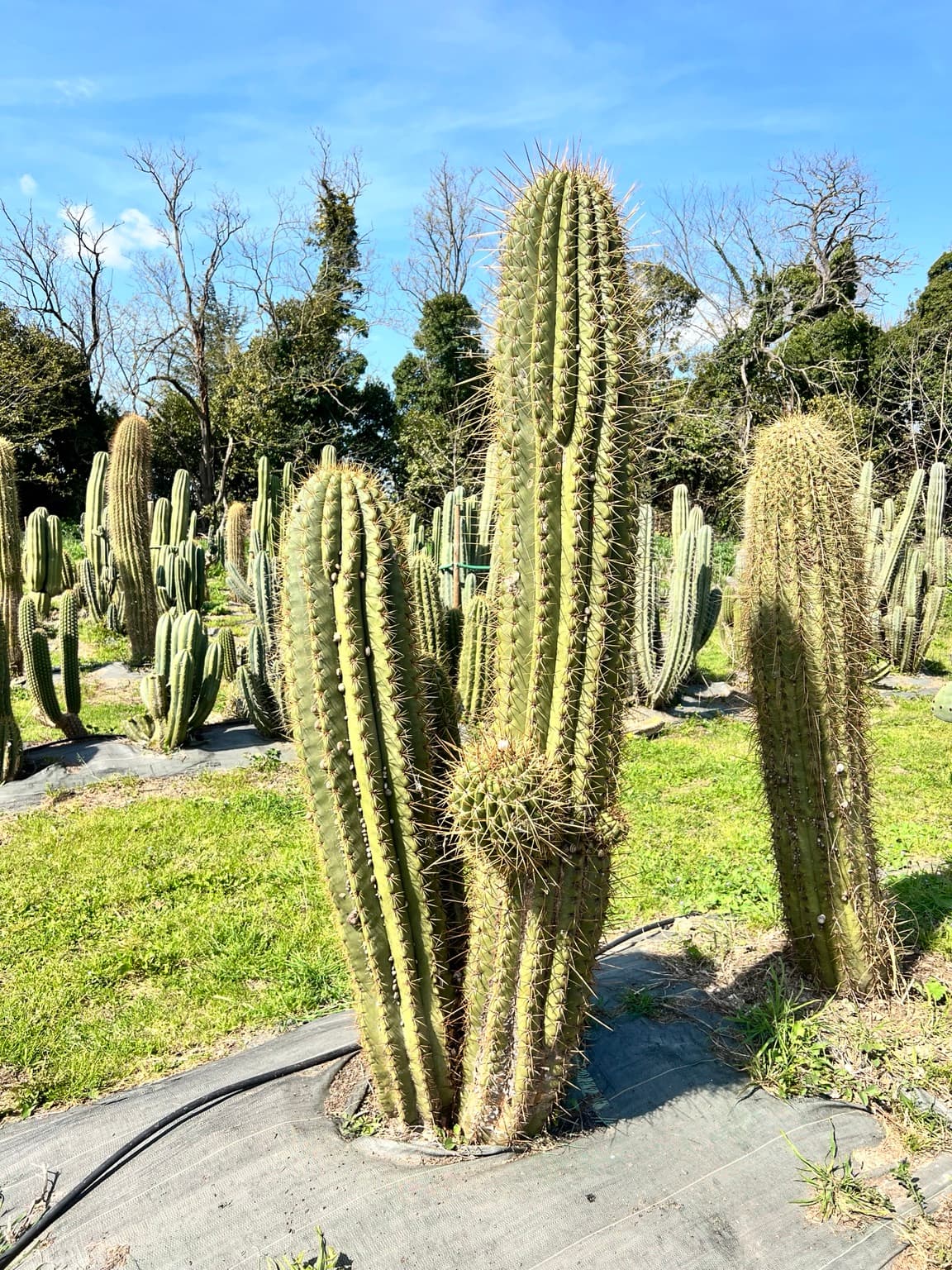 Notre éthique : comment nous cultivons et expédions nos cactus et plantes grasses