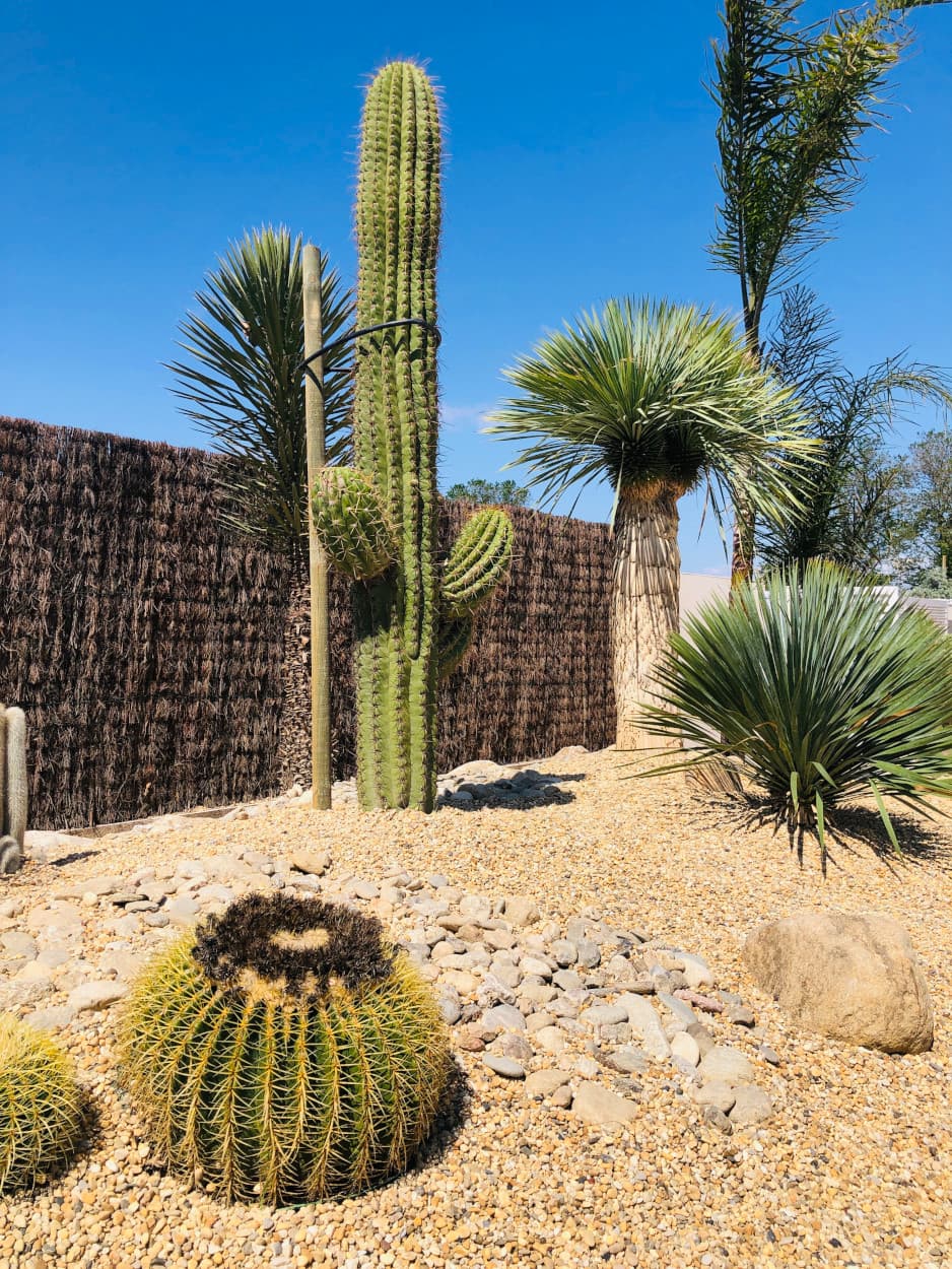 Réalisation extérieure — jardin de cactus