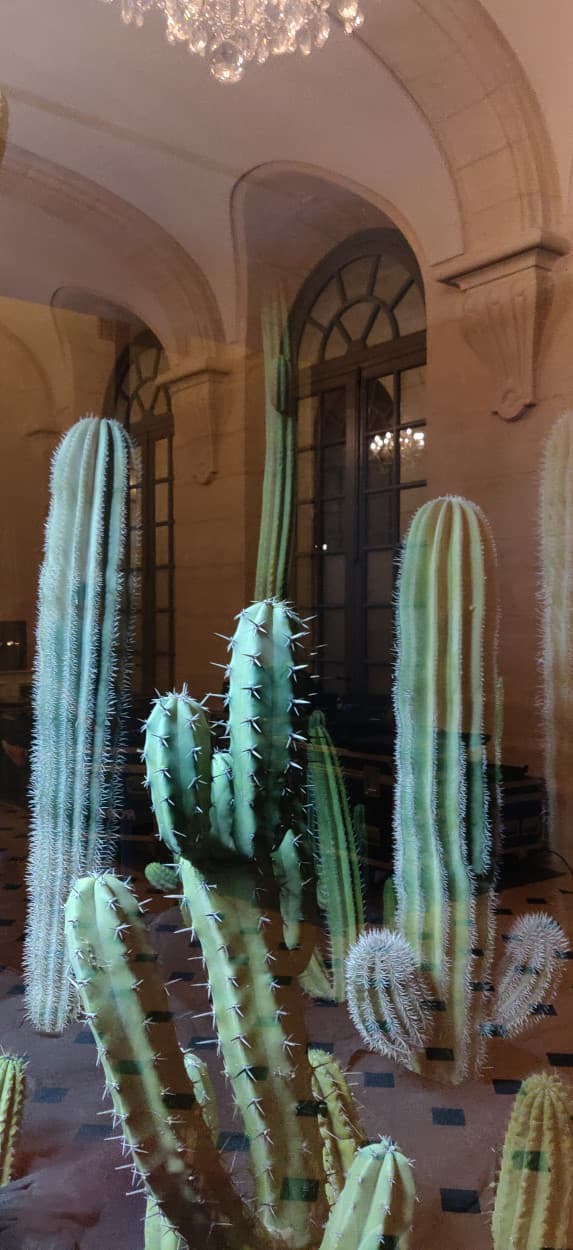 Réalisation intérieure — cactus en décoration d'intérieur