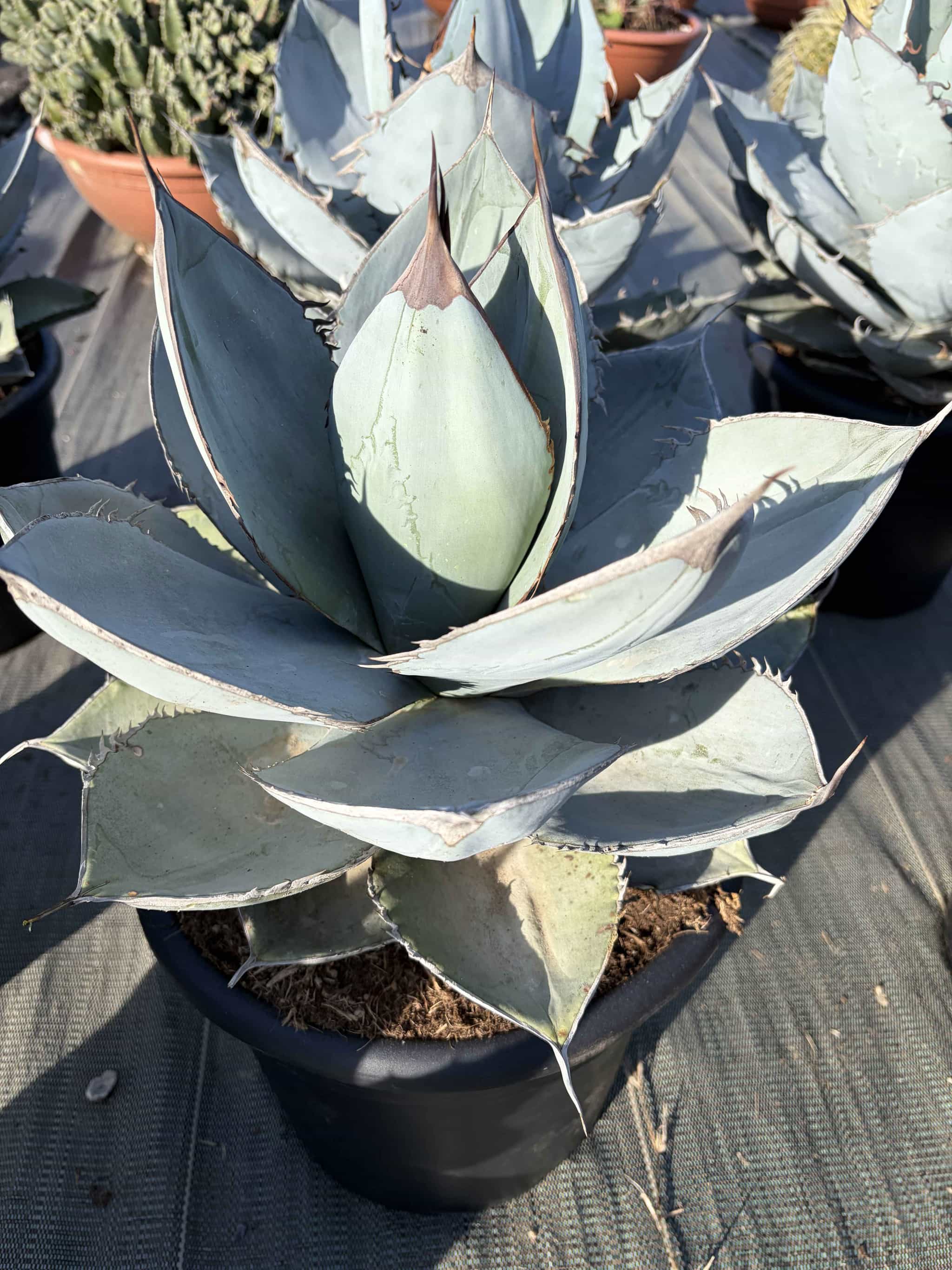 Agave Titanota Blue Ice - Image 2