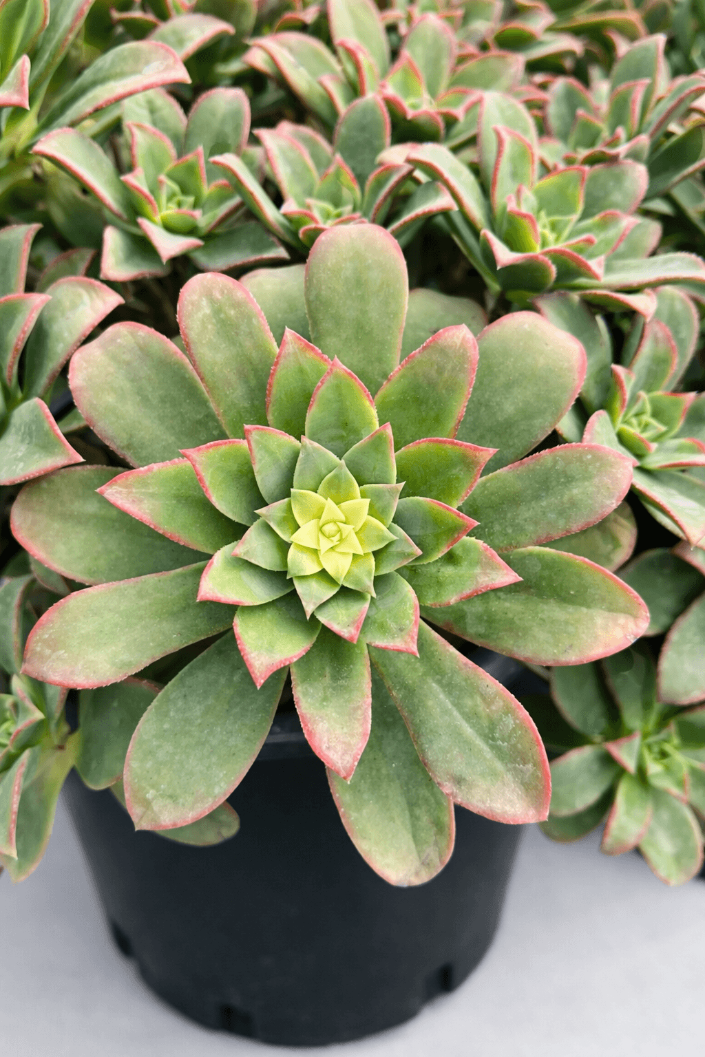 Aeonium haworthii ‘Kiwi’ - Image 2