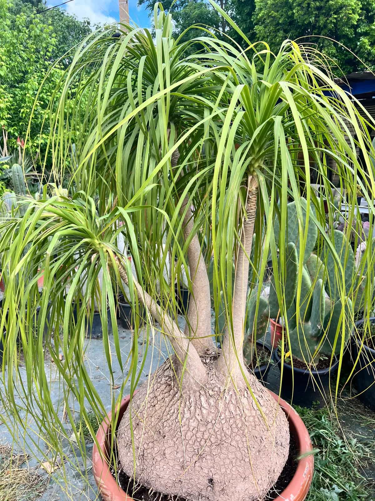 Beaucarnea Recurvata - Image 2