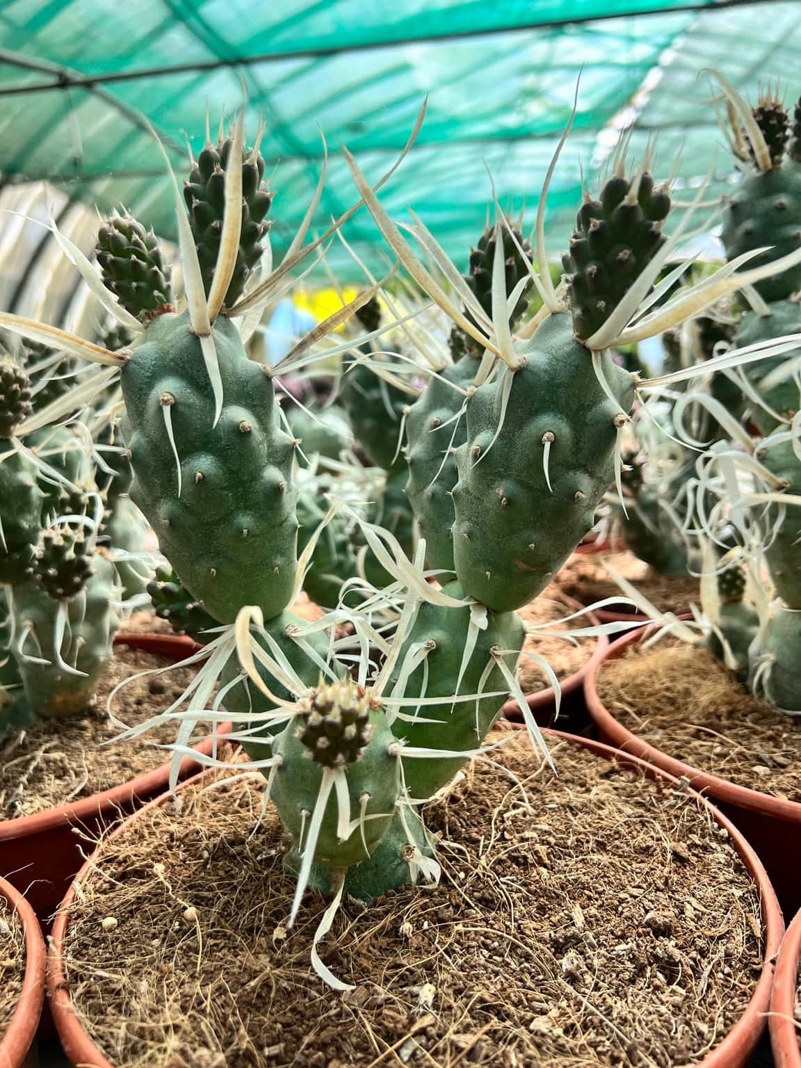 Tephrocactus Articulatus