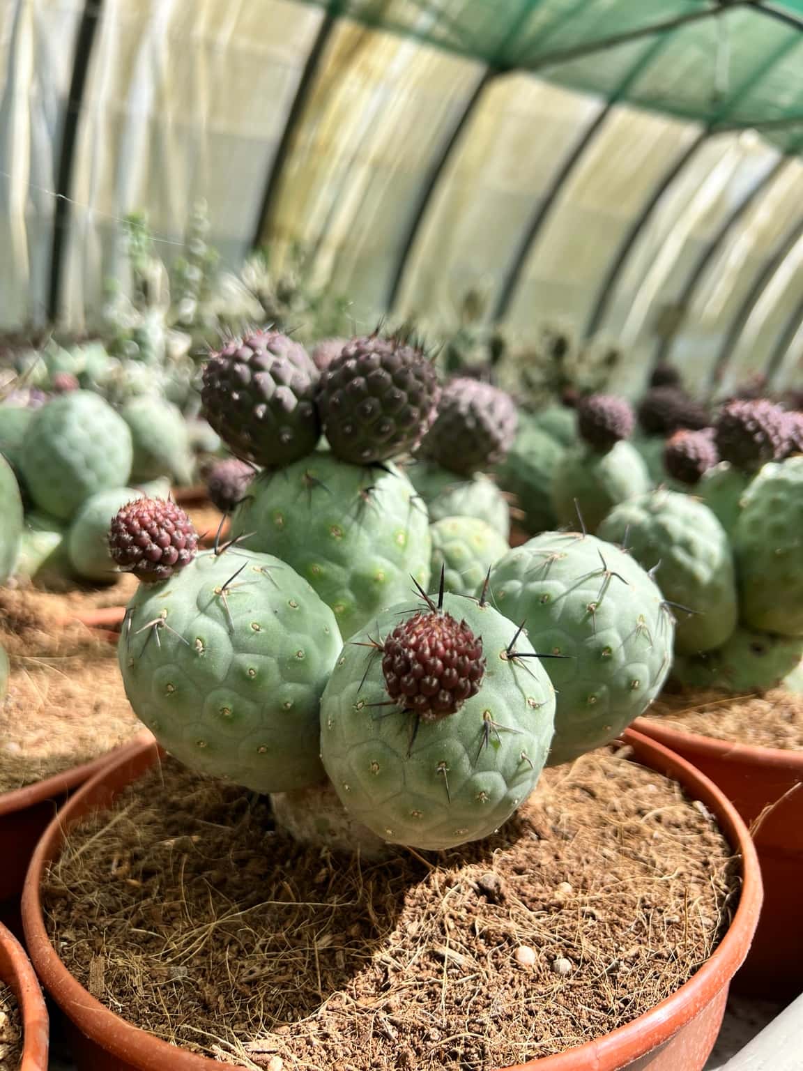 Tephrocactus Geometricus