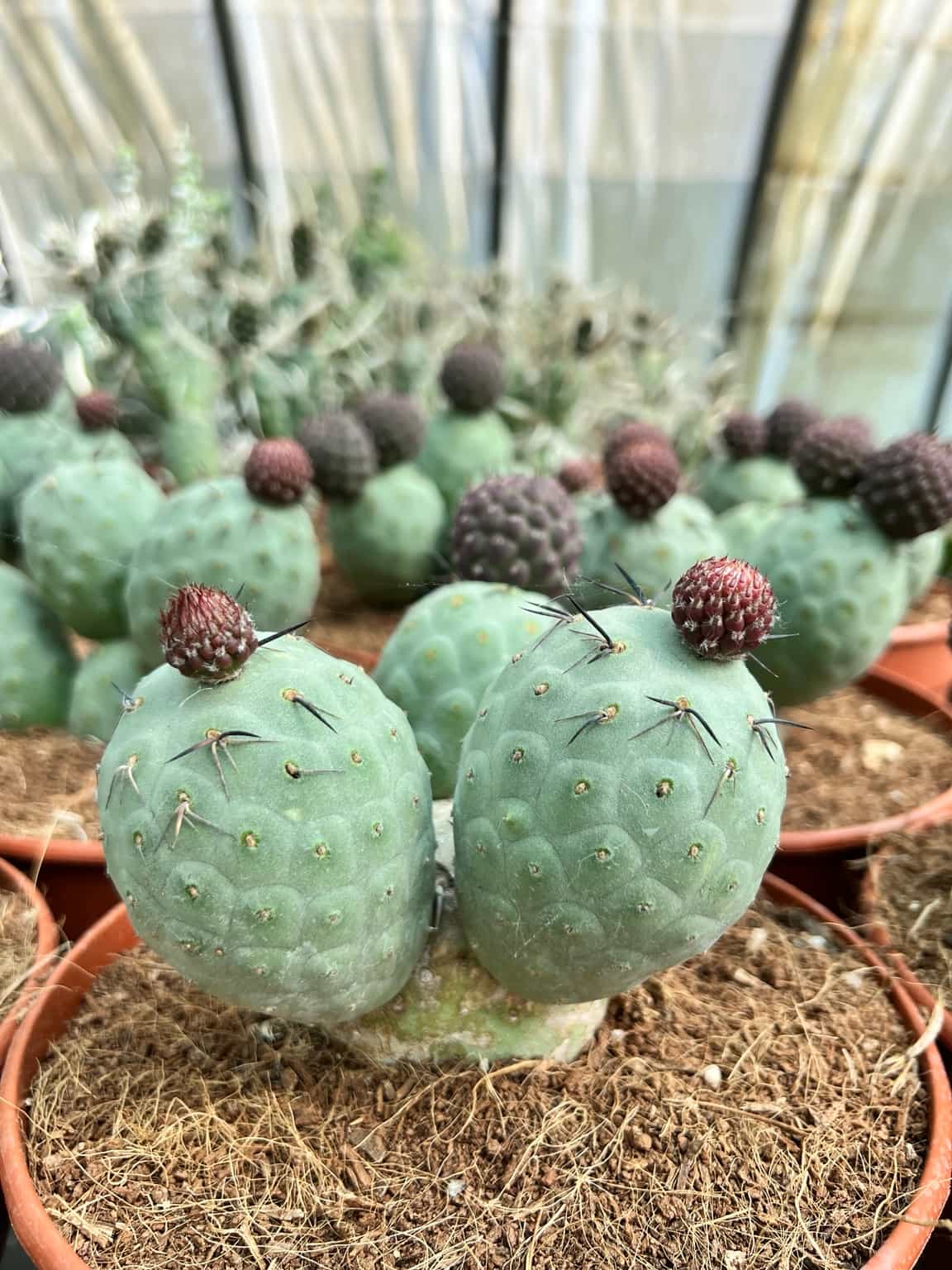Tephrocactus Geometricus - Image 2