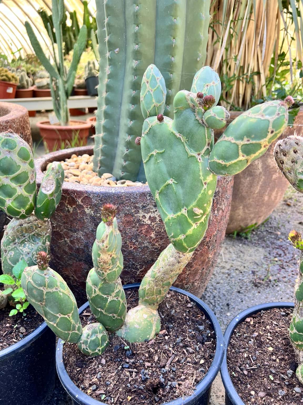 Opuntia zebrina reticulata ‘Cobra’