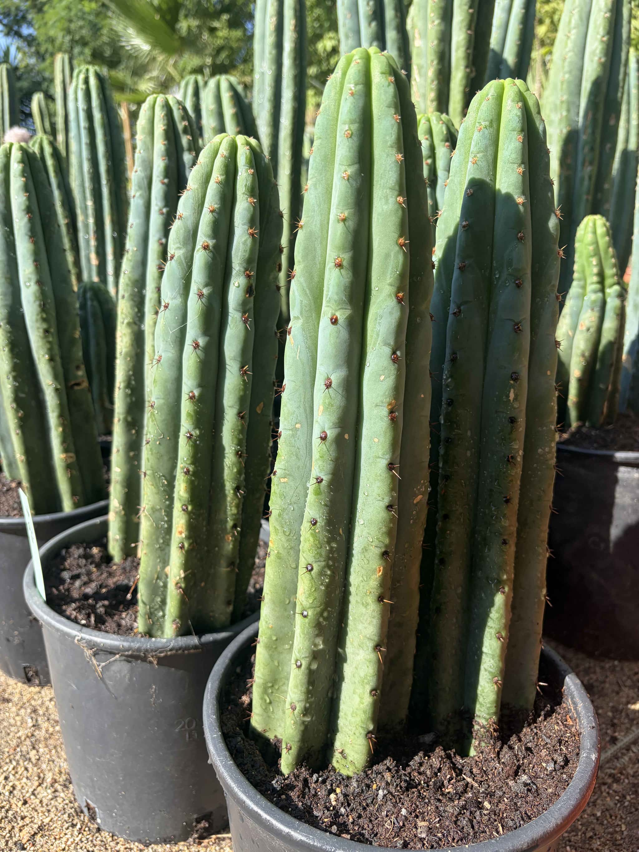 Trichocereus Pachanoi en groupe