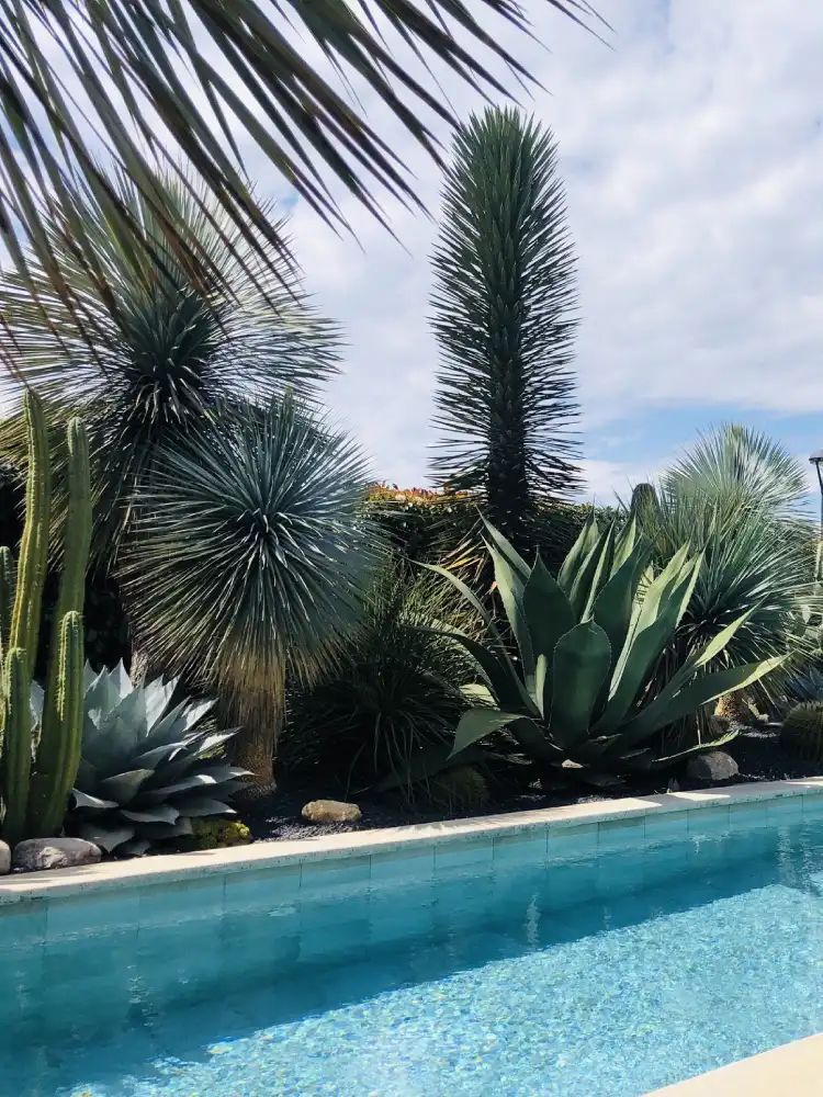 Jardin de cactus - Atypic Cactus 1